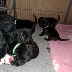 8 Chihuahua X labrador vriendelijke puppy's, Dieren en Toebehoren, Honden | Retrievers, Spaniëls en Waterhonden, Particulier, Rabiës (hondsdolheid)