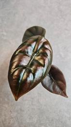 Alocasia Cuprea *Red Secret*, Ophalen of Verzenden, Halfschaduw, Minder dan 100 cm