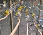 Kanaries agaat, Dieren en Toebehoren, Vogels | Kanaries, Meerdere dieren, Kleurkanarie