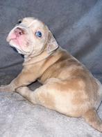 Xxl American bully puppies merle, 8 tot 15 weken, Bulldog, Meerdere, Meerdere dieren