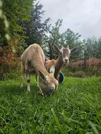 Toggenburger geitje van mei Aangeboden Moeders stamboom, Dieren en Toebehoren, Schapen, Geiten en Varkens, Vrouwelijk, Geit