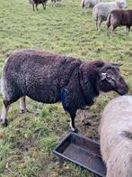 Te koop beste swifter dassekop ram, Mannelijk, Schaap