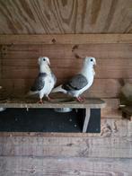 Gratis duiven, Meerdere dieren, Overige soorten