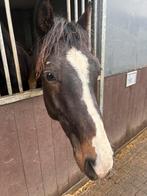 2-jarige dressuurhengst v. Extreme U.S. compact gebouwd, Dieren en Toebehoren, Paarden, Met stamboom, Dressuurpaard, 0 tot 2 jaar