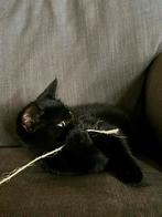 Nog 1 schattige kitten beschikbaar!, Dieren en Toebehoren, Meerdere dieren, Kortharig, 0 tot 2 jaar