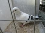 Gezocht duivin Damacener, Dieren en Toebehoren, Vogels | Duiven, Vrouwelijk, Kropper