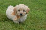 Kruising poedel Cavapoo, Maltipoo,cockapoo,labradoodle pup, Dieren en Toebehoren, Honden | Niet-rashonden, 15 weken tot 1 jaar