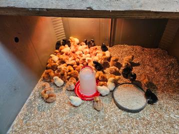 Kuikens te koop beschikbaar voor biedingen