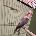 Mooie Baby Agapornis Fischerie, Dieren en Toebehoren, Meerdere dieren, Dwergpapegaai of Agapornis, Tam