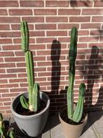 San pedro Peyote cactussen, Huis en Inrichting, Kamerplanten, Cactus, Minder dan 100 cm, Halfschaduw, In pot