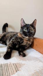 Lieve jonge poes Chucha zoekt een warm thuis, Dieren en Toebehoren, Poes
