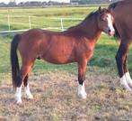 Welsh -A pony`s en  veulens, Dieren en Toebehoren, Niet van toepassing, 0 tot 2 jaar, B pony (1.17m tot 1.27m), Meerdere dieren