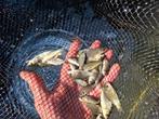 400 schubkarpers, Dieren en Toebehoren