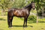 6 jarige ruin GLAMOURDALE * METALL, Dieren en Toebehoren, Paarden, Gechipt, Ruin, Dressuurpaard, 3 tot 6 jaar