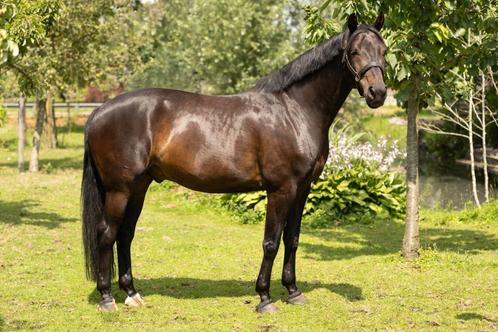 6 jarige ruin GLAMOURDALE * METALL, Dieren en Toebehoren, Paarden, Ruin, L, 165 tot 170 cm, 3 tot 6 jaar, Dressuurpaard, Met stamboom