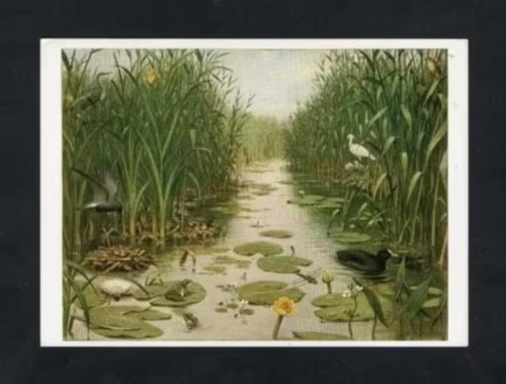 Ansichtkaart Schoolplaat Het Naardermeer, Lepelaar Meerkoe., Verzamelen, Ansichtkaarten | Dieren, Ongelopen, 1980 tot heden, Waterdier