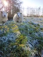 Gezocht  huur gras land     2 ha of meer omgeving garyp, Dieren en Toebehoren, Schapen, Geiten en Varkens