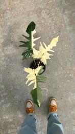Philodendron Golden Dragon Variegata ø19, Huis en Inrichting, Kamerplanten, Overige soorten, Minder dan 100 cm, Ophalen of Verzenden