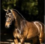 Welsh C pony, Dieren en Toebehoren, Pony's, Merrie, B, Gechipt, C pony (1.27m tot 1.37m)