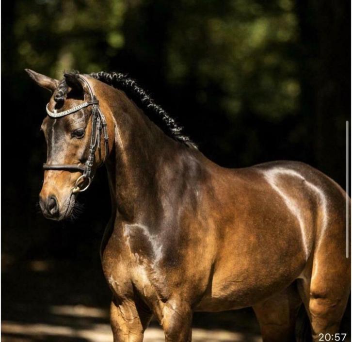 Welsh C pony, Dieren en Toebehoren, Pony's, Merrie, B, C pony (1.27m tot 1.37m), 11 jaar of ouder, Met stamboom, Gechipt, Ontwormd