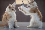 Prachtige Maine Coons met Stamboom! Mogen verhuizen, Dieren en Toebehoren, Katten en Kittens | Raskatten | Langhaar, Meerdere dieren