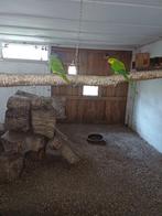 Barraband parkieten koppel, Dieren en Toebehoren, Meerdere dieren, Overige soorten