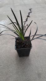zwart gras, Volle zon, Vaste plant, Siergrassen, Ophalen of Verzenden