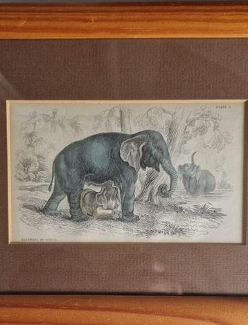 William H.  Lizars Jardine's "Naturalist's Library" beschikbaar voor biedingen