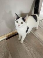 Poes te koop, Dieren en Toebehoren, Katten en Kittens | Raskatten | Korthaar, Poes