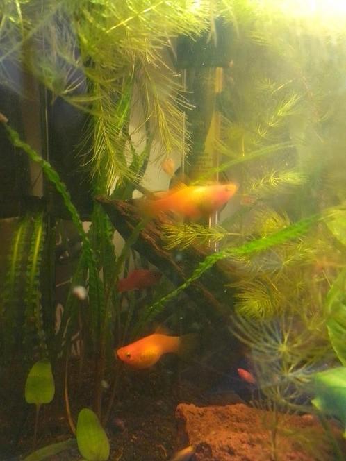 Platy vis. Klein aquarium, Dieren en Toebehoren, Vissen | Aquaria en Toebehoren, Nieuw, Overige typen, Ophalen