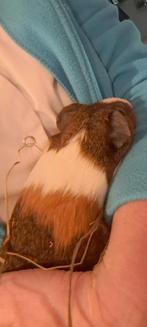 Cavia's, Dieren en Toebehoren, Knaagdieren, Cavia, Februari, Vrouwelijk, Tam