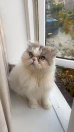 Lieve Perziche langhaar(dik haar) kater, Dieren en Toebehoren, Katten en Kittens | Raskatten | Korthaar, Kater