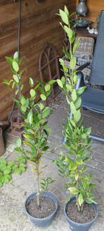 Laurier.  ( Lauris nobilis.), Ophalen, Laurier, Struik, 100 tot 250 cm