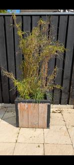 3x Bamboe plantenbak 60x60cm, Ophalen, Gebruikt, Minder dan 60 cm, Vierkant