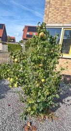 Perenboom, Tuin en Terras, Planten | Bomen, Ophalen of Verzenden, Overige soorten