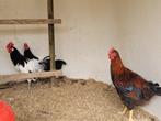 Haan, Dieren en Toebehoren, Pluimvee, Mannelijk, Kip