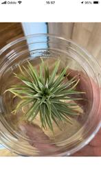 Terrariumplant tilllandsia, Huis en Inrichting, Kamerplanten, Ophalen of Verzenden, Halfschaduw, Minder dan 100 cm