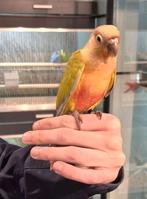 Pyrrhuras super lief en super tam met dna., Dieren en Toebehoren, Meerdere dieren, Parkiet, Tam