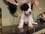 3 Cockapoo pups Choco-Wit en Zwart-Wit zoeken leuke baasjes!, Nederland, Rabiës (hondsdolheid), Overige rassen, 8 tot 15 weken