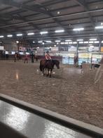 Verzorgpony/paard gezocht - verzorgster aangeboden, Ophalen of Verzenden, Nieuw