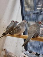 Bonte Diamantduif | Tropische duiven voor volière, Dieren en Toebehoren, Vogels | Duiven, Meerdere dieren, Overige soorten