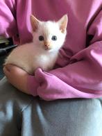 Jonge poesjes kittens te koop, Dieren en Toebehoren, Katten en Kittens | Overige Katten, Poes