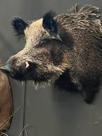 Wild zwijn keiler opgezet opgezette kop taxidermie veluwe, Ophalen, Nieuw, Wild dier, Opgezet dier