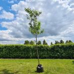 Gleditsia triacanthos 'skyline', 400 cm of meer, Volle zon, In pot, Overige soorten