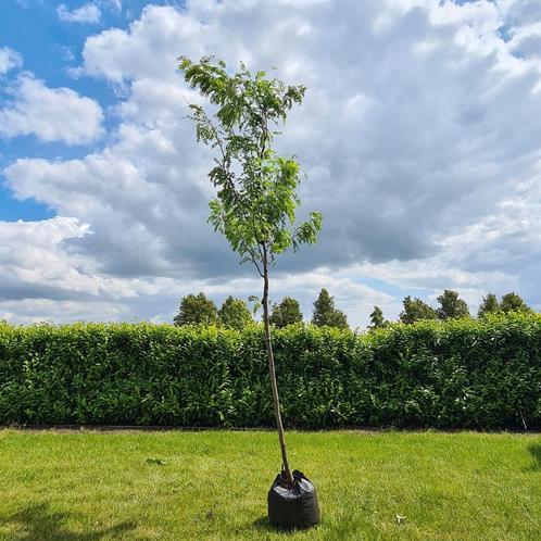 Gleditsia triacanthos 'skyline', Tuin en Terras, Planten | Bomen, Overige soorten, 400 cm of meer, Volle zon, In pot, Ophalen of Verzenden