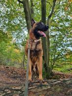 Mechelse herder reu 3 jaar, Dieren en Toebehoren, Reu, Eén hond, 3 tot 5 jaar, Herder