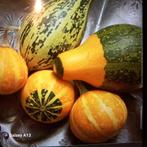 Kalebassen zaden - Diverse soorten, Ophalen of Verzenden, Voorjaar, Volle zon, Zaad