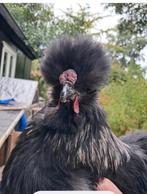 Haantje lief en tam kraait wel, Dieren en Toebehoren, Mannelijk, Kip