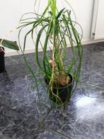 Kamerplanten, Huis en Inrichting, Ophalen of Verzenden, Zo goed als nieuw