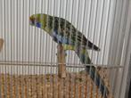 strogele rosella s, Meerdere dieren, Parkiet